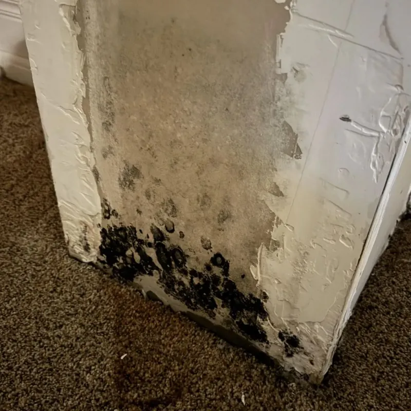 Professional Mold Removal in New Summerfield, TX